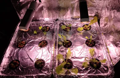 DIY hydroponic lettuce and herbs