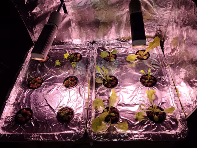 DIY hydroponic lettuce and herbs